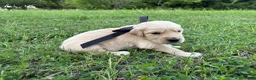 Golden Retriever dogs for sale: Golden Retriever 5 - Ad 12