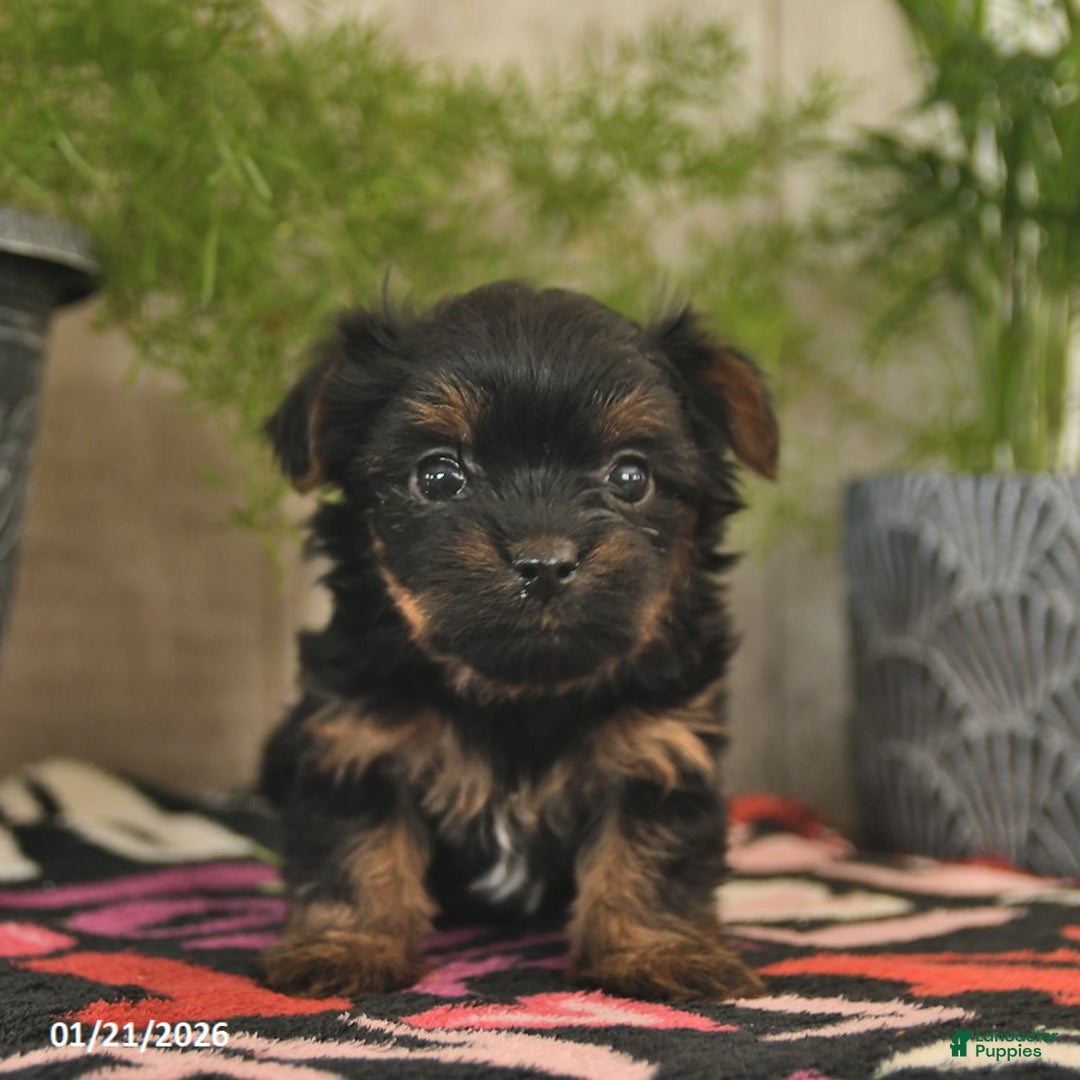 Yorkshire Terrier dogs for sale: Sweetie  - Ad 3