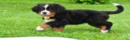 Bernese Mountain Dog dogs for sale: Neal - Ad 12