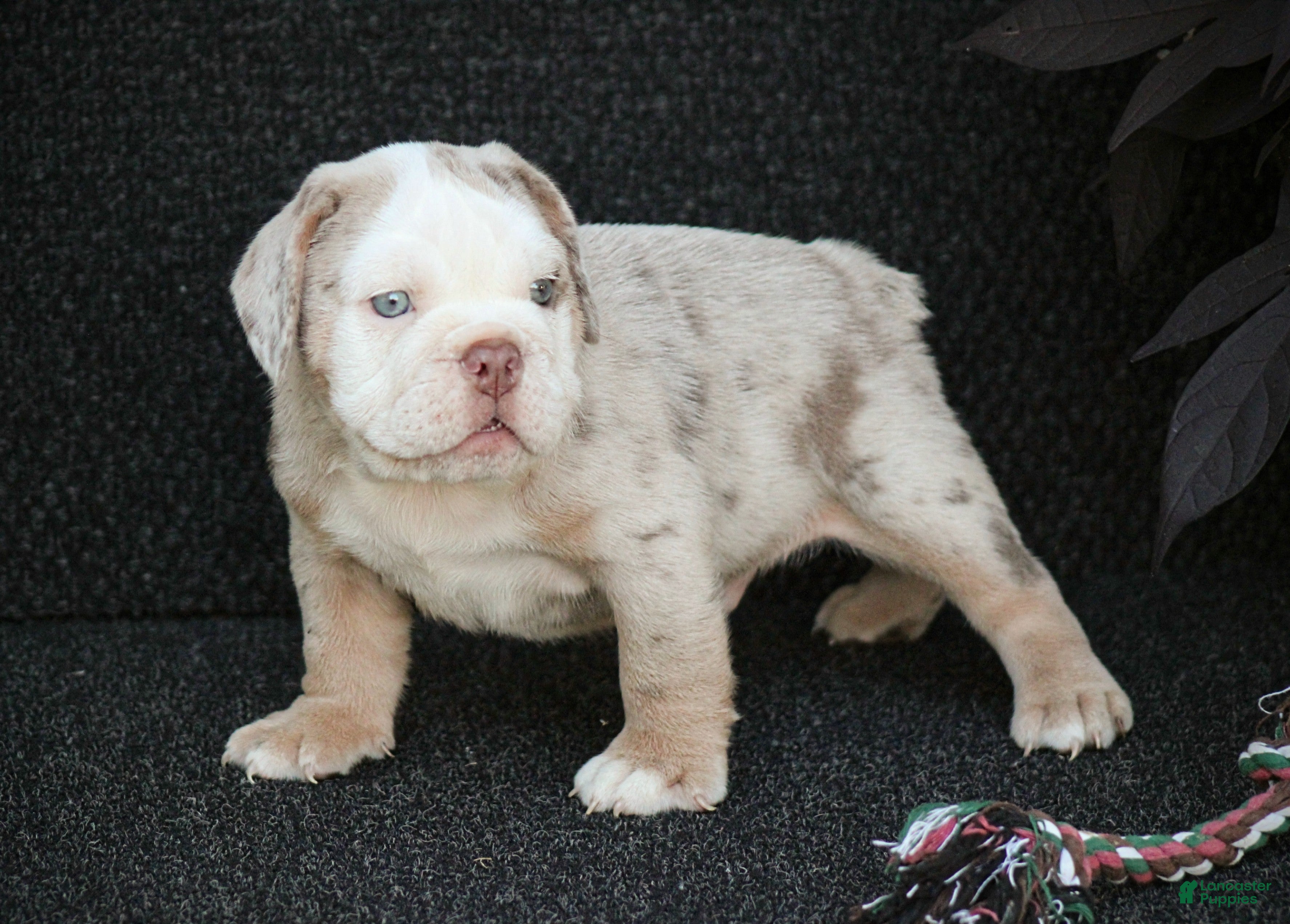 Beabull dogs Captain - Ad 1