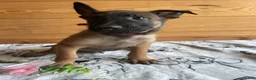 Belgian Malinois dogs for sale: Loki - Ad 3