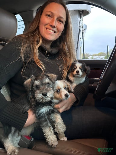 Gallery Image {{count}}