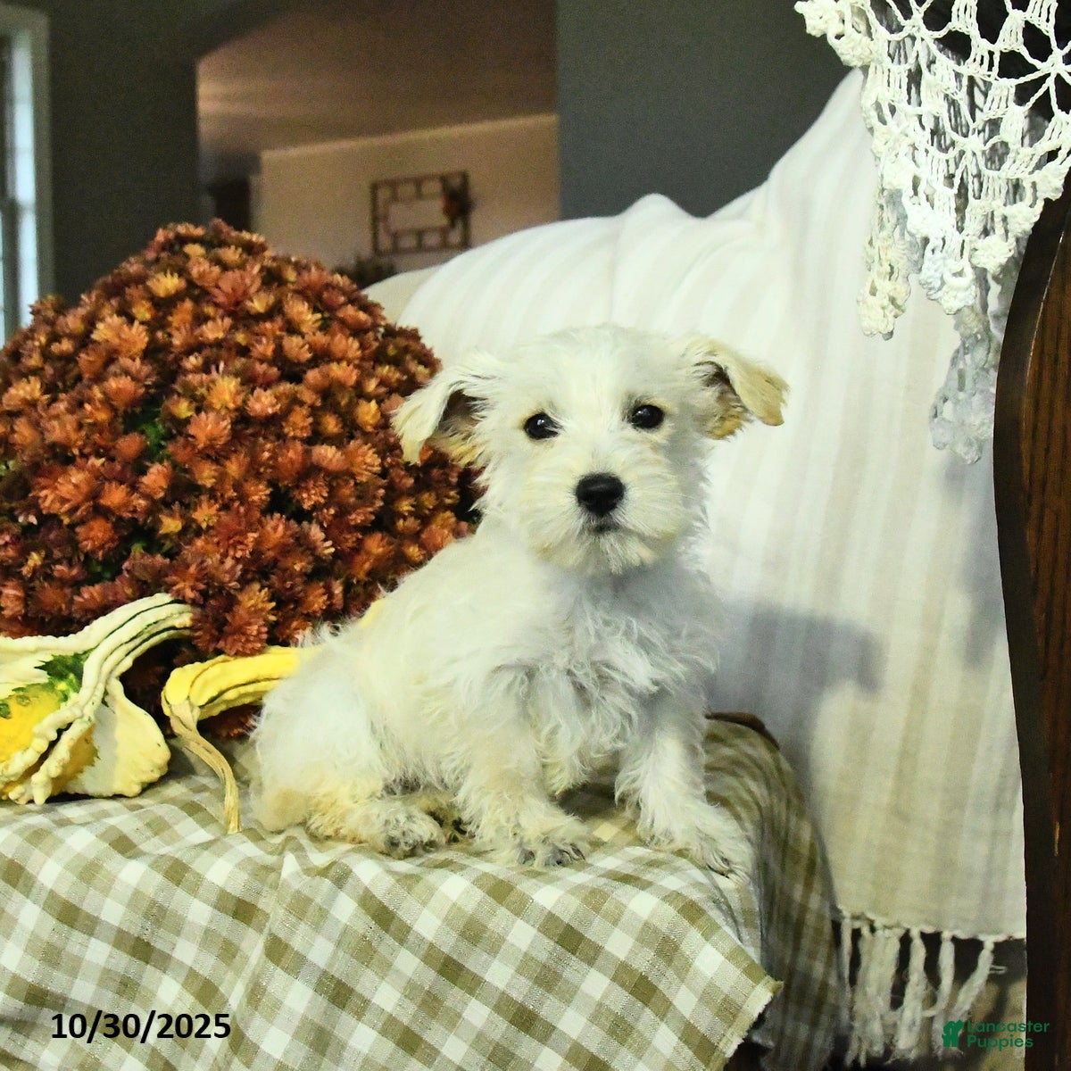 Mixed Breed dogs Daisy - Ad 12