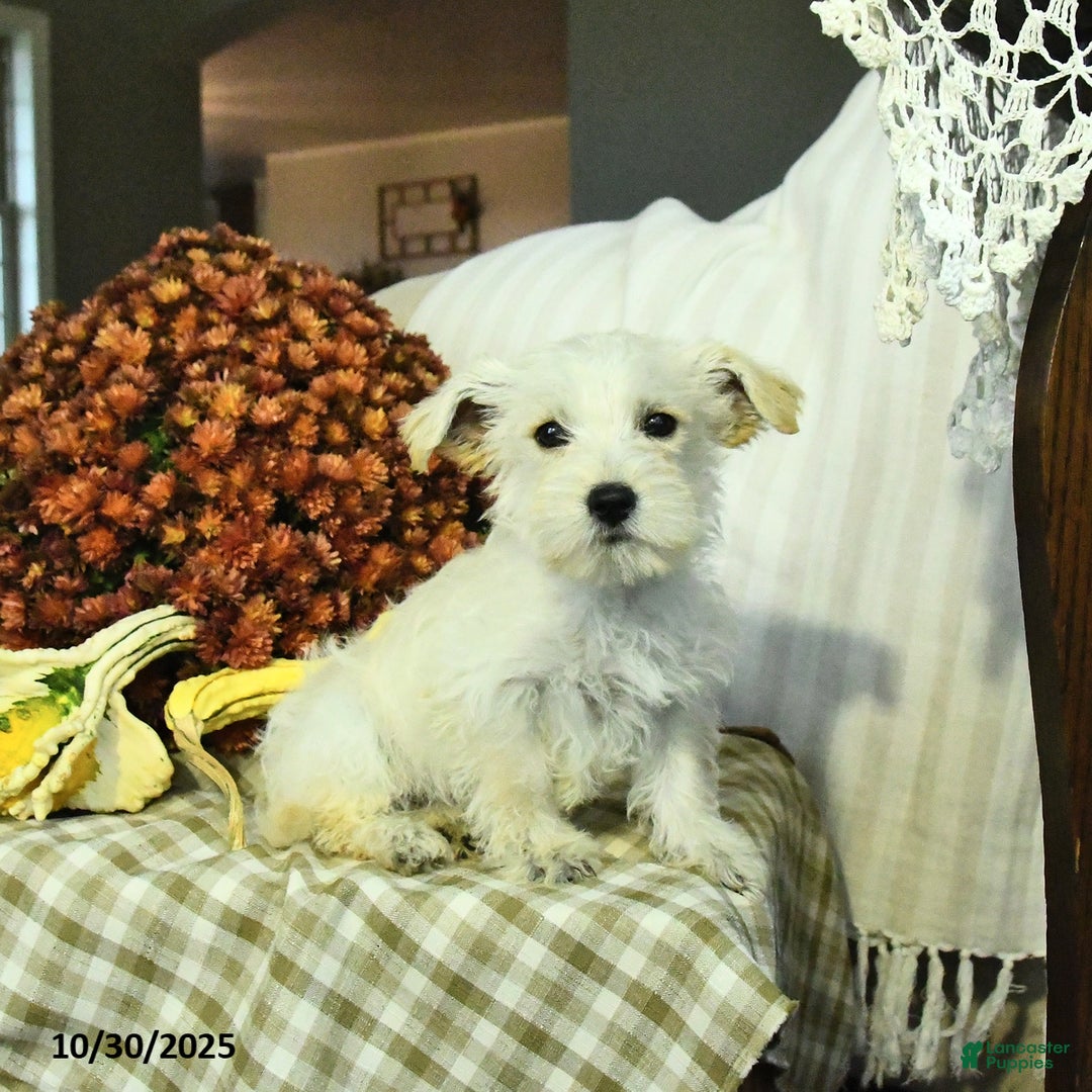 Mixed Breed dogs for sale: Daisy - Ad 1