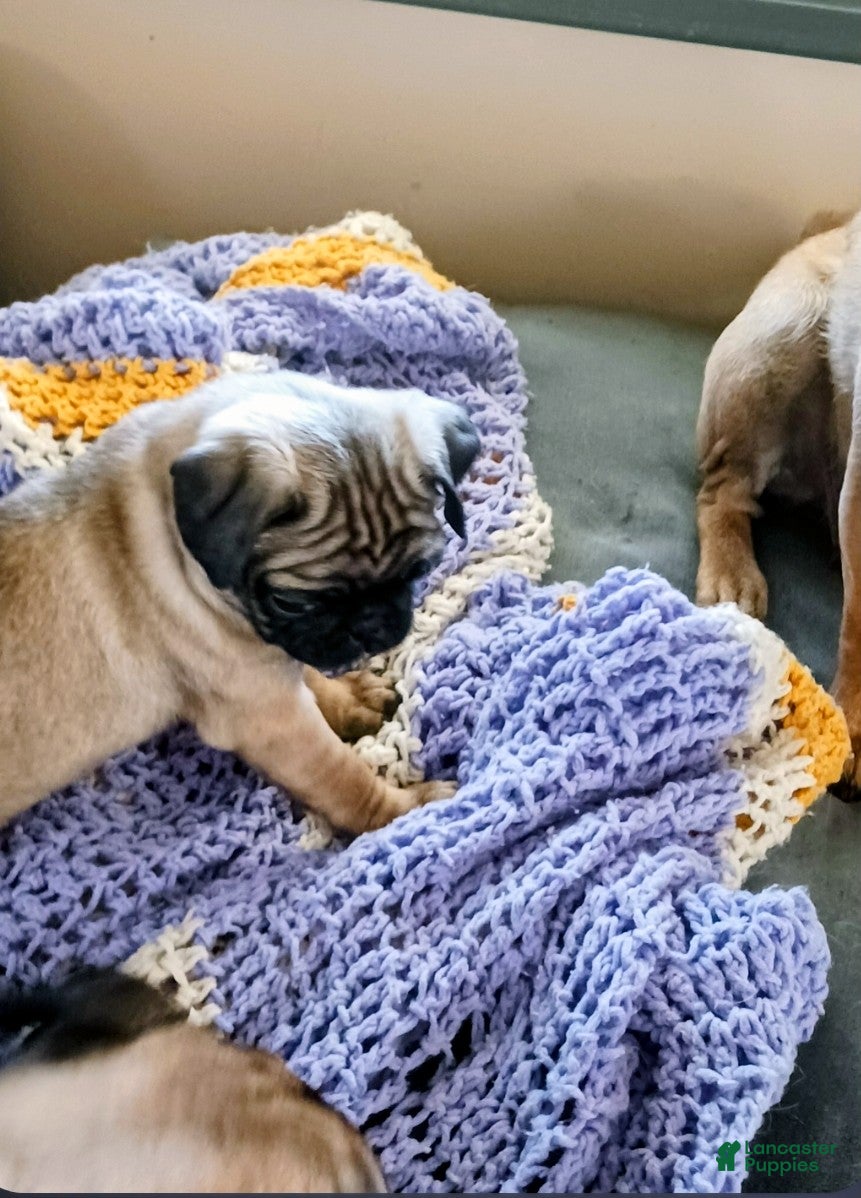 Pug dogs Pug Puppy 1 - Ad 2