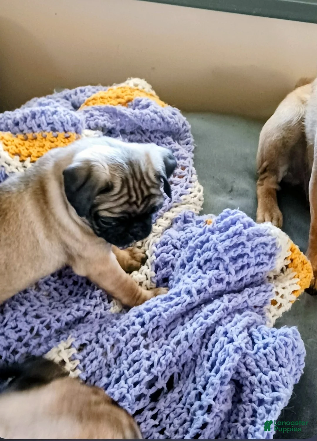 Pug dogs for sale: Pug Puppy 1 - Ad 2