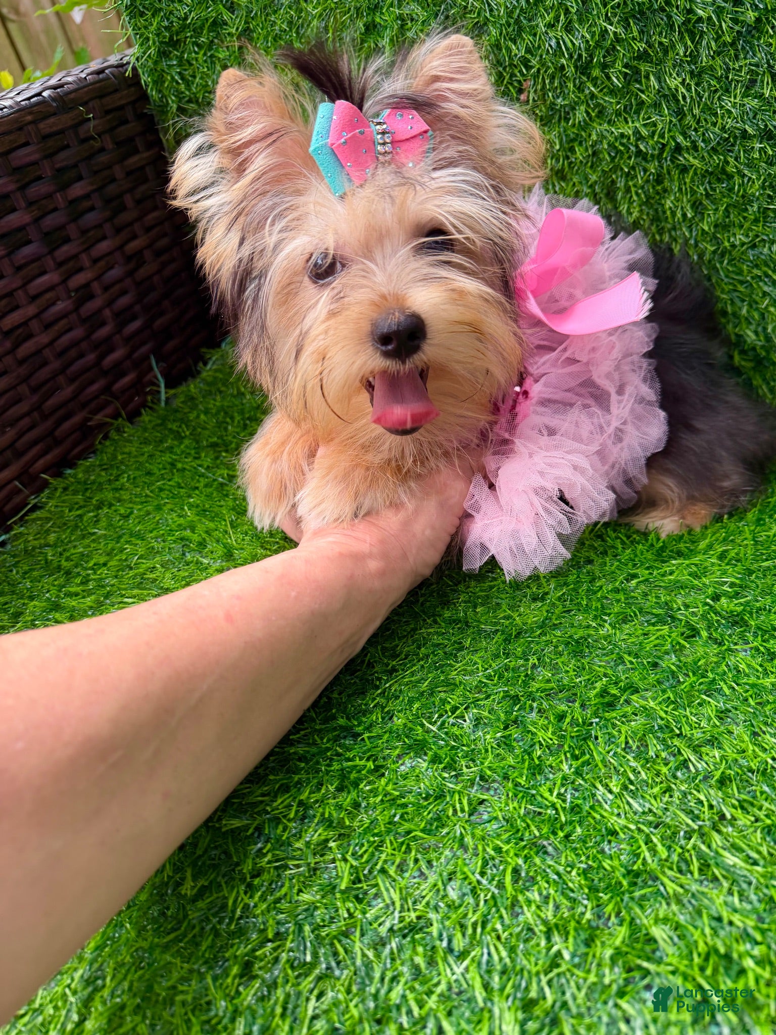 Yorkshire Terrier dogs Yorkshire Terrier 1 - Ad 9