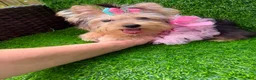 Yorkshire Terrier dogs for sale: Yorkshire Terrier 1 - Ad 1