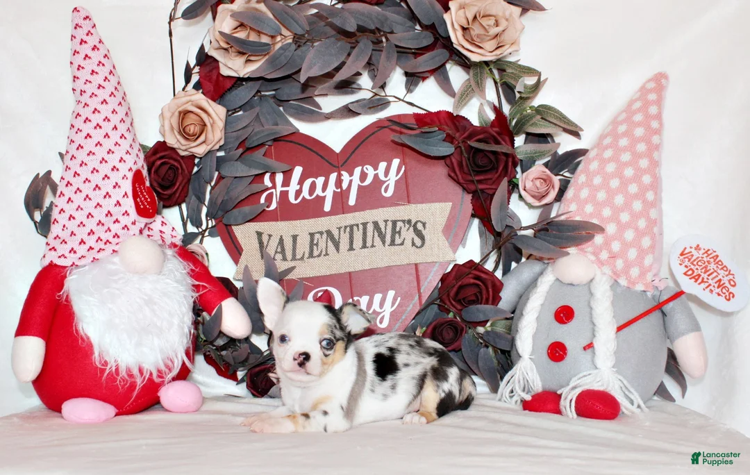 Chihuahua dogs for sale: Jazz - Ad 1