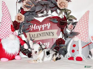 Chihuahua dogs Jazz - Ad 15