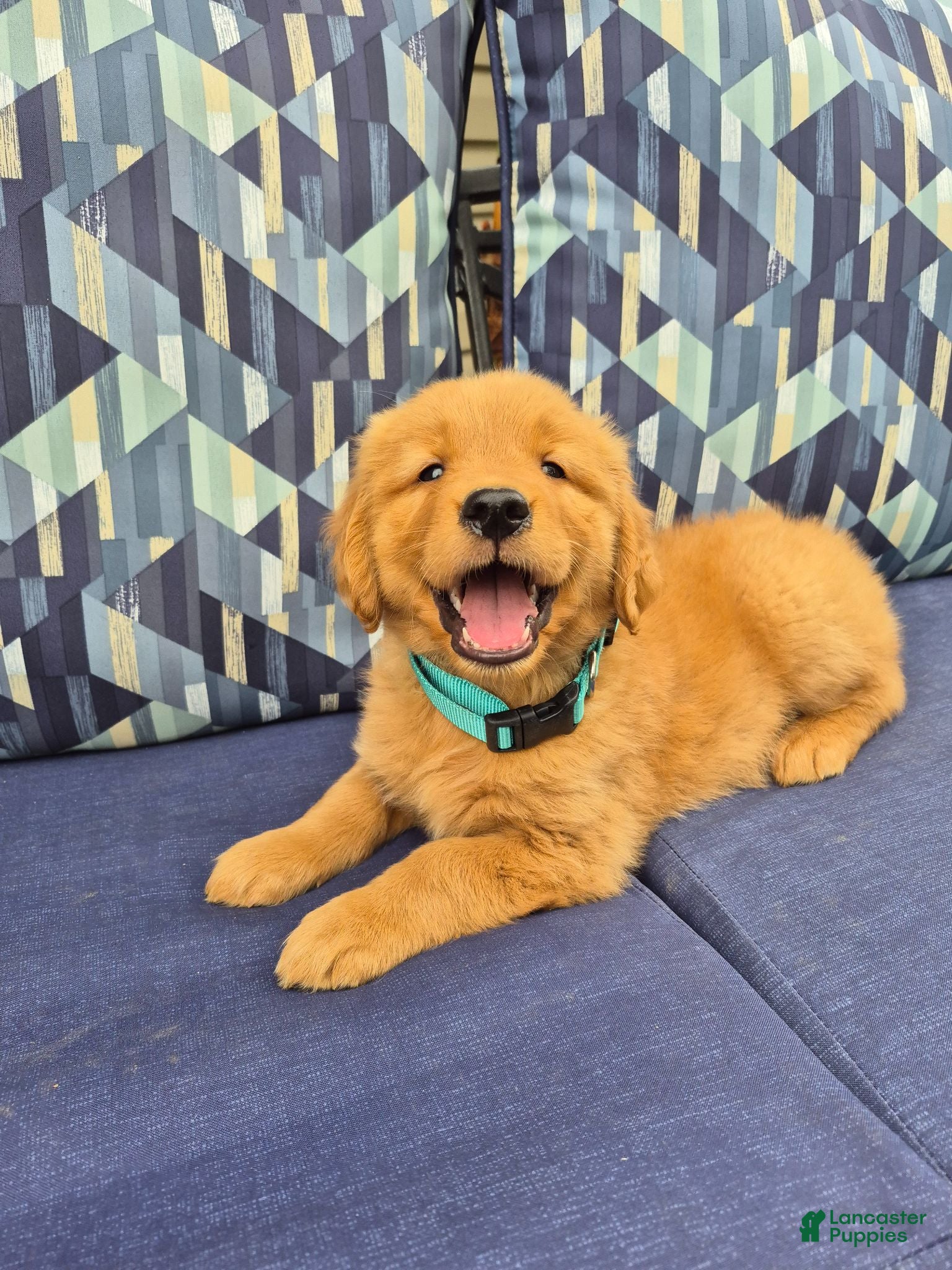 Golden Retriever dogs Golden Retriever 1 - Ad 1