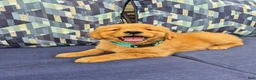 Golden Retriever dogs for sale: Golden Retriever 1 - Ad 1