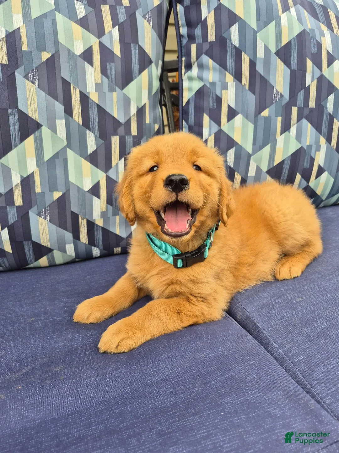 Golden Retriever dogs for sale: Golden Retriever 1 - Ad 1