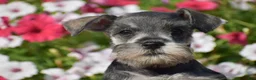 Miniature Schnauzer dogs for sale: Annie - Mini - Ad 7