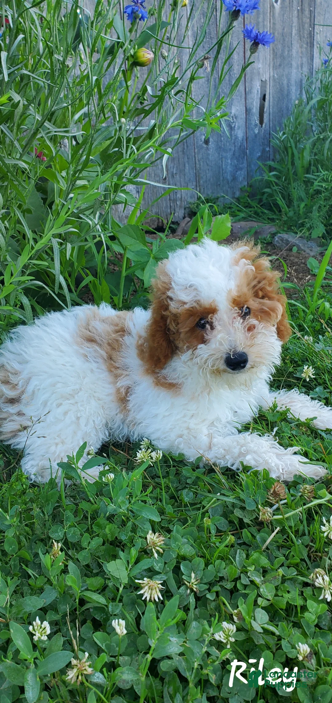 Toy Poodle dogs for sale: Riley - Ad 1