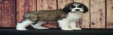 Saint Berdoodles Puppy 3