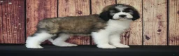 Saint Berdoodles dogs for sale: Saint Berdoodles Puppy 3 - Ad 1