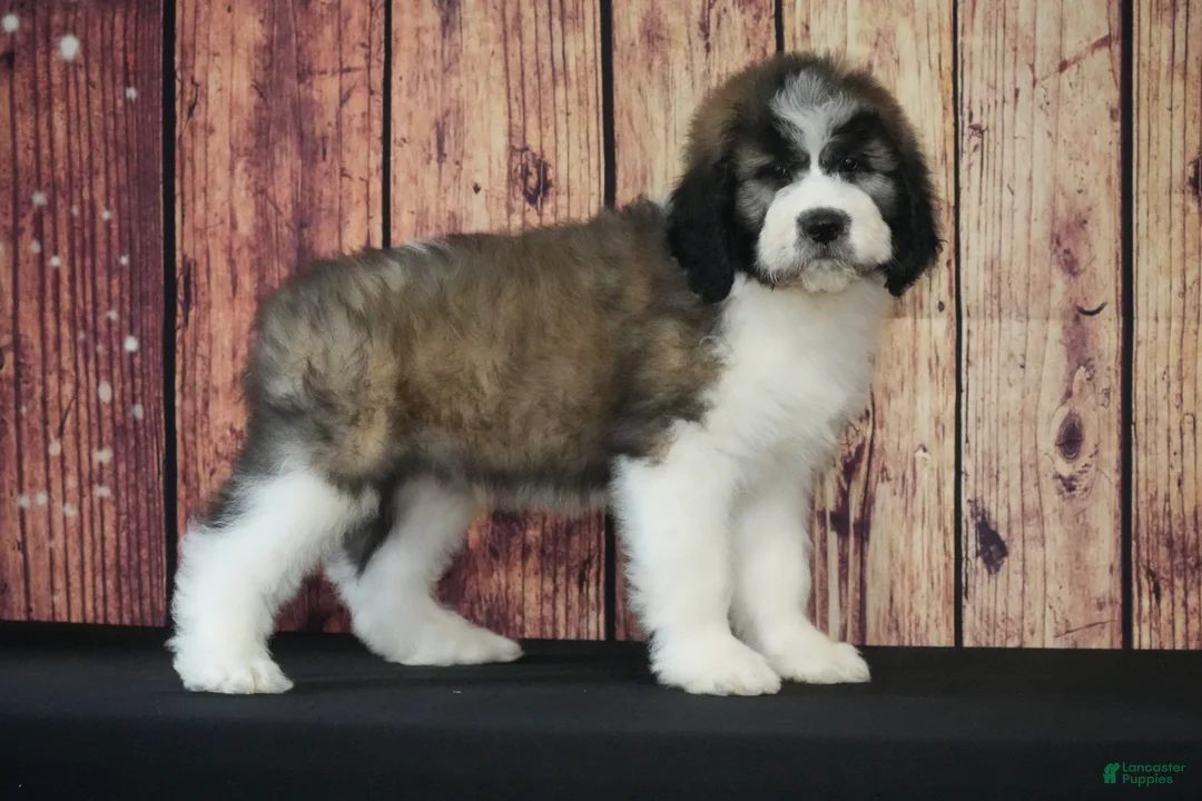 Saint Berdoodles dogs for sale: Saint Berdoodles Puppy 3 - Ad 1