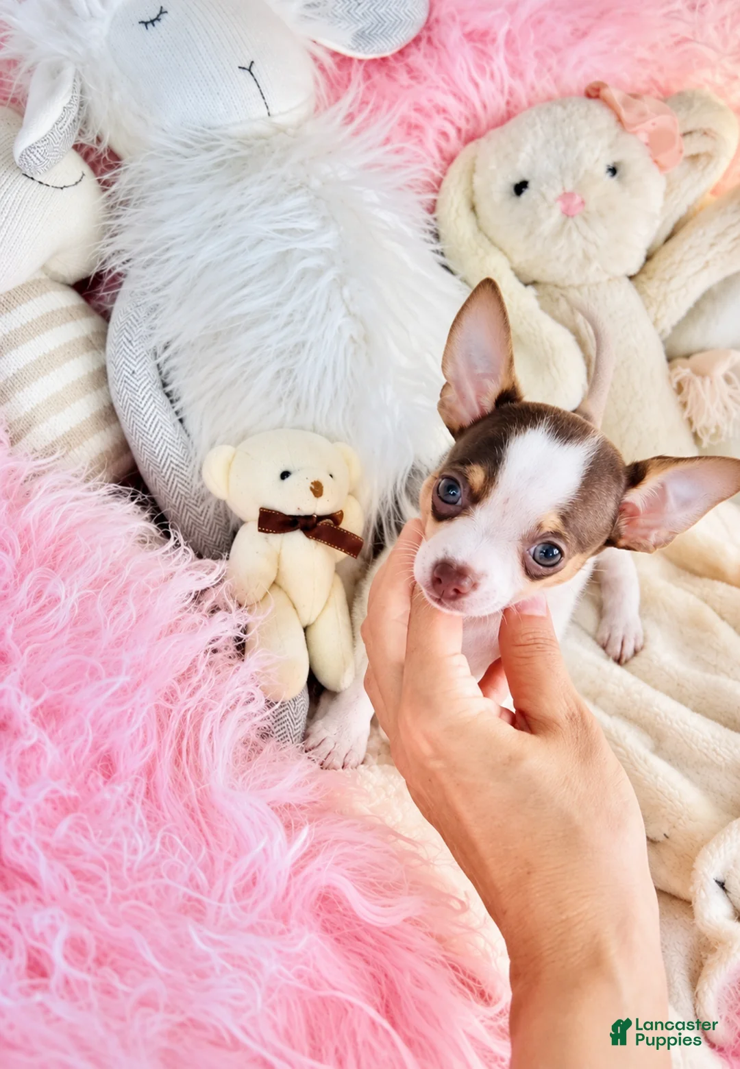 Chihuahua dogs for sale: Chihuahua 1 - Ad 3