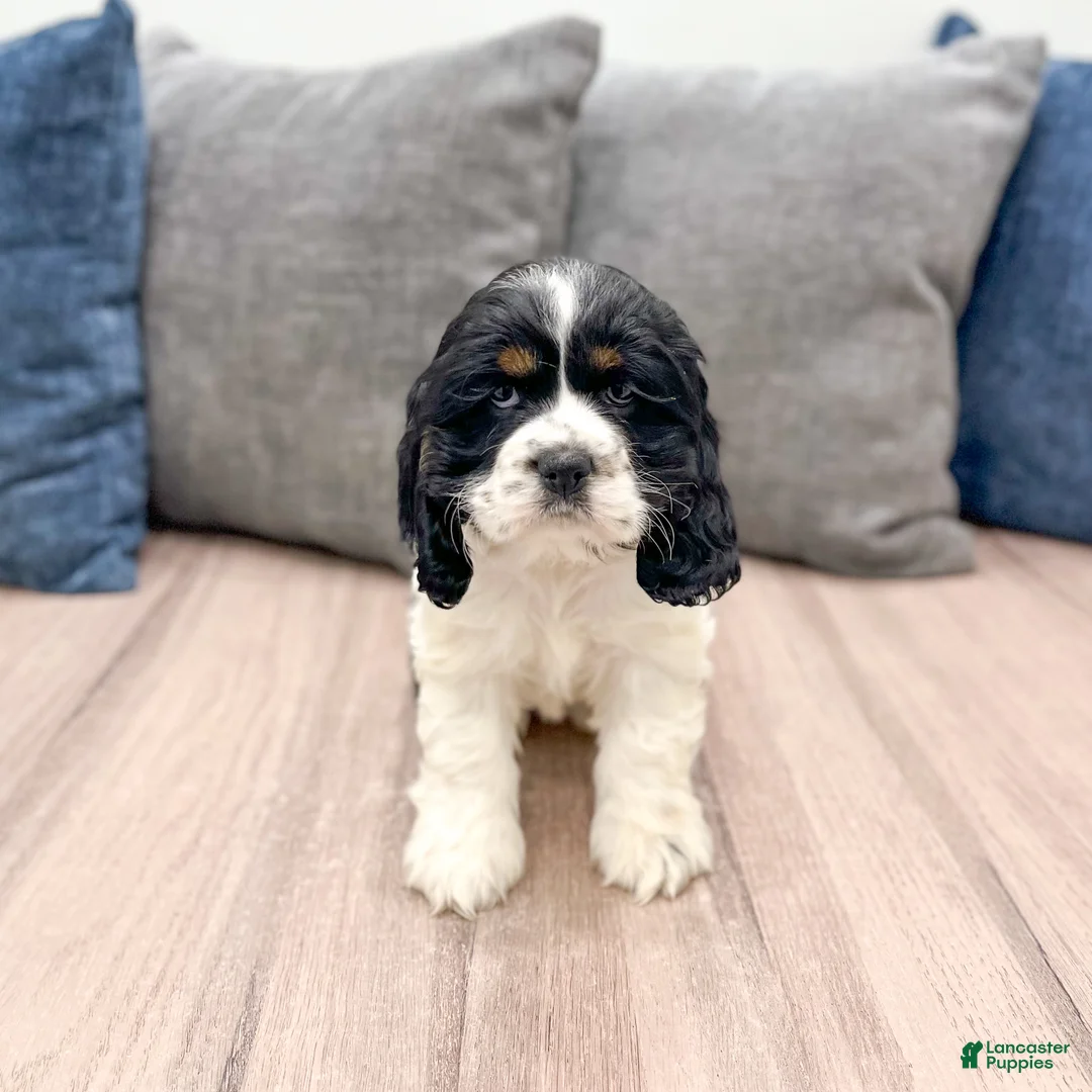 Cocker Spaniel dogs for sale: Darla - Ad 1