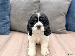 Cocker Spaniel dogs for sale: Darla - Ad 1