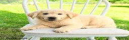 Mixed Breed dogs for sale: Austin - Ad 3