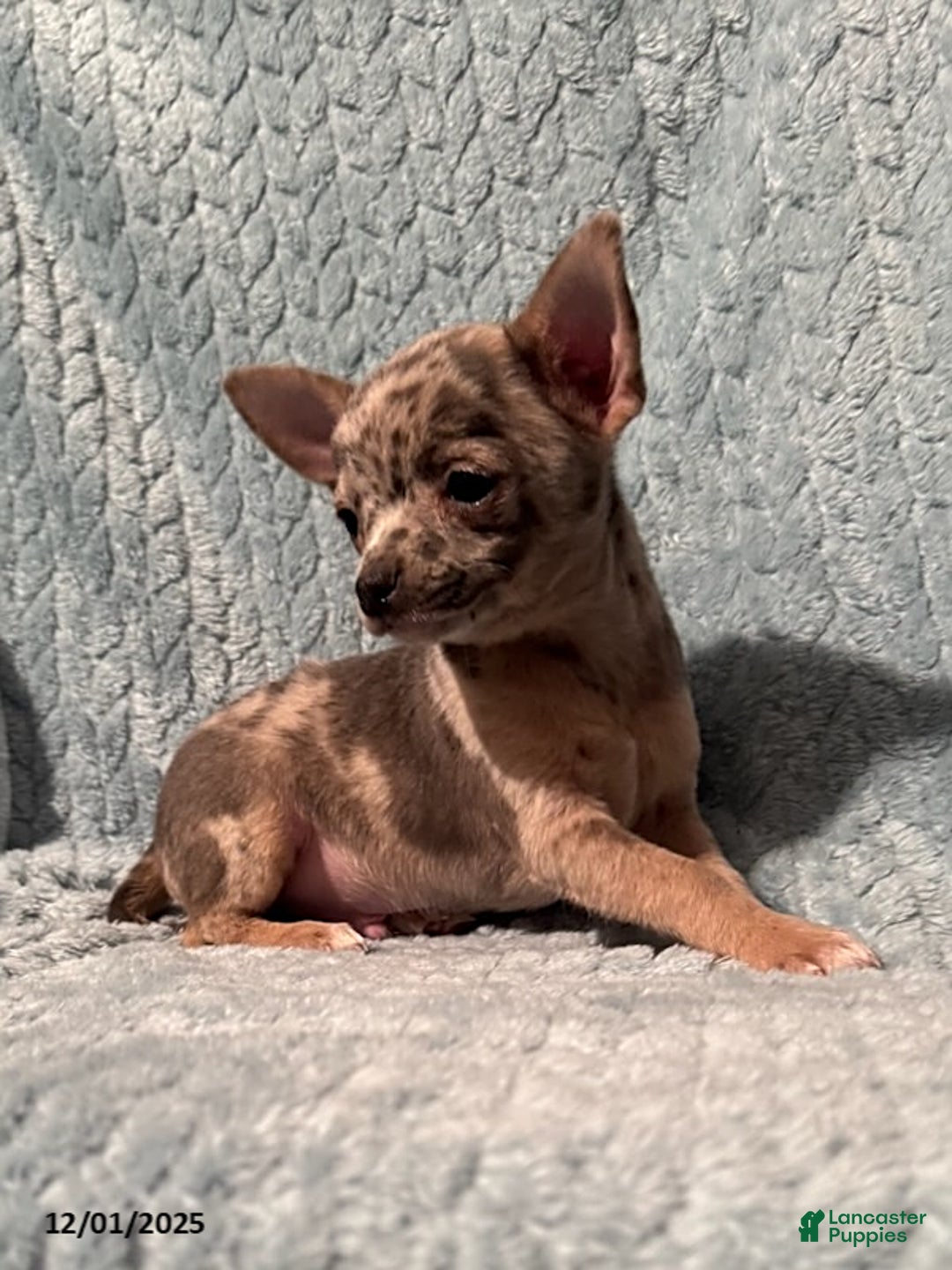 Chihuahua dogs for sale: Bobby - Ad 4