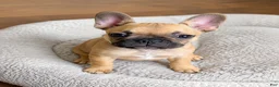 French Bulldog dogs for sale:  LIZZIE 💕 Our Sweet Little Fawn Frenchie! - Ad 21