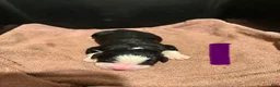 Bernese Mountain Dog dogs for sale: Purple - Ad 13