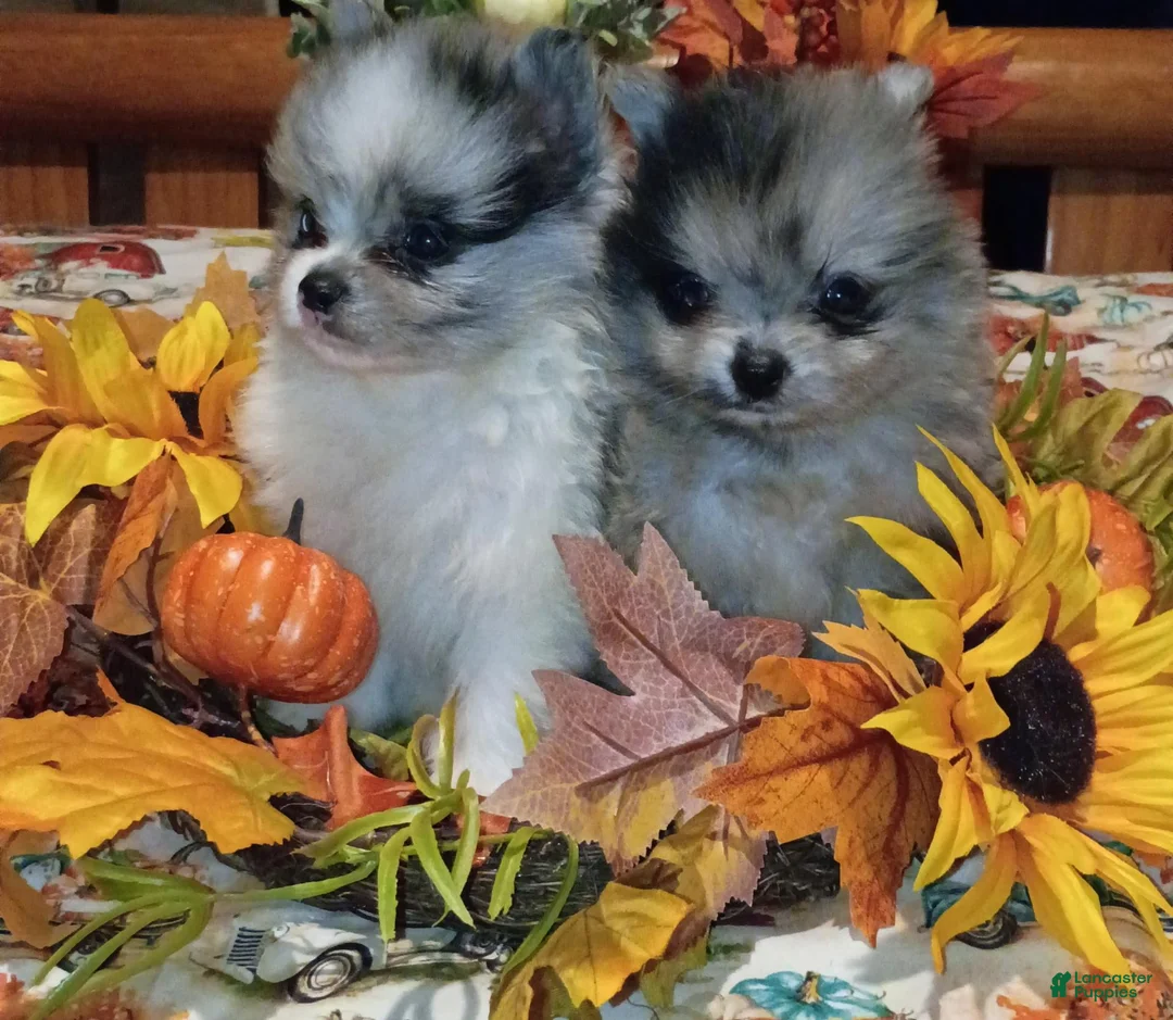 Pomeranian dogs for sale: Pomeranian 1 - Ad 7