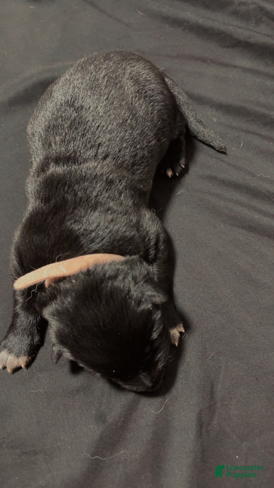 German Shepherd dogs for sale: Storm - Ad 4