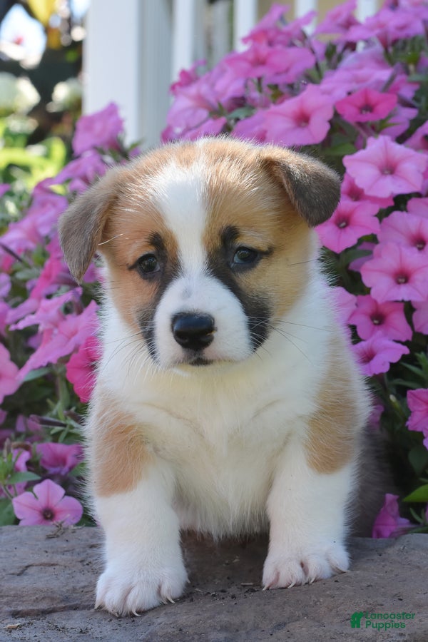 Welsh Corgi Pembroke dogs Princess - Ad 2