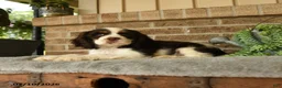 English Cocker Spaniel dogs for sale: Jasper - Ad 3