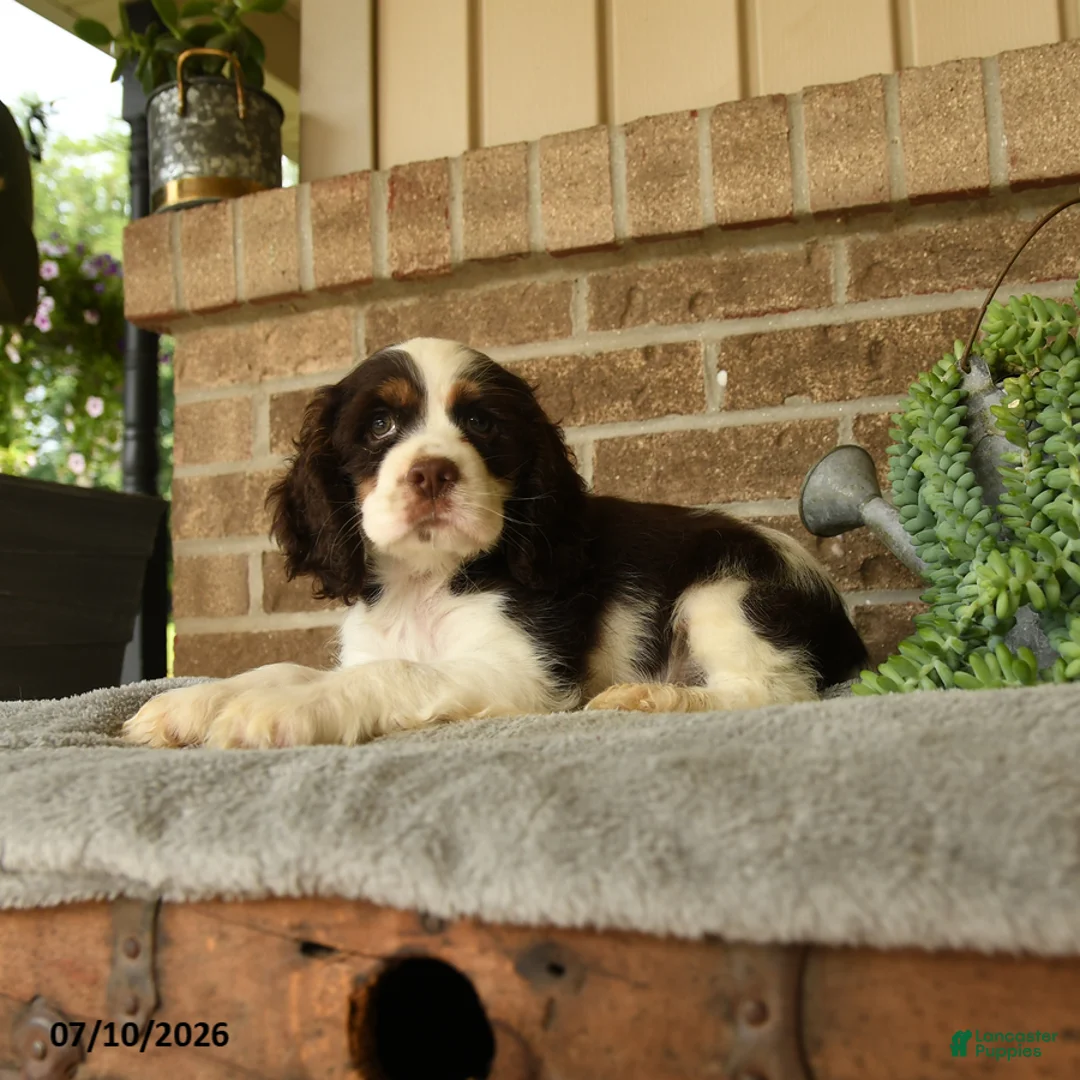 English Cocker Spaniel dogs for sale: Jasper - Ad 3