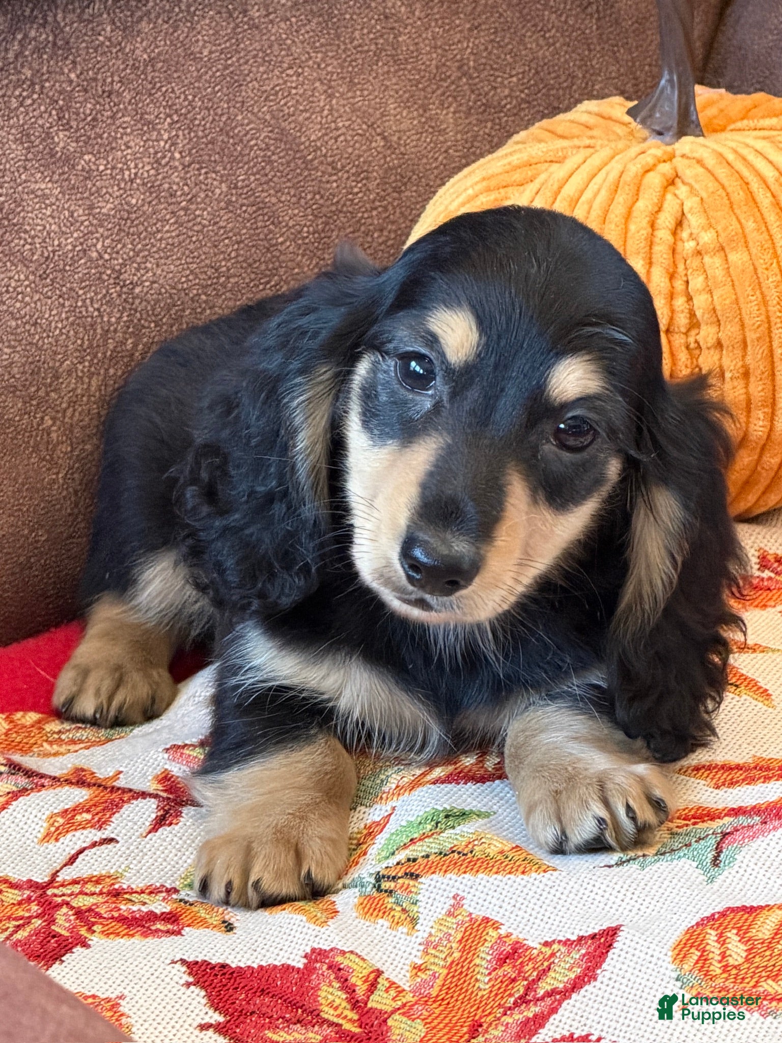 Miniature Dachshund dogs Justin - Ad 6