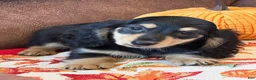 Miniature Dachshund dogs for sale: Justin - Ad 1