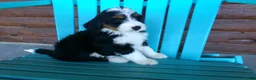 Mini Bernedoodle dogs for sale: Butter Cup - Ad 6