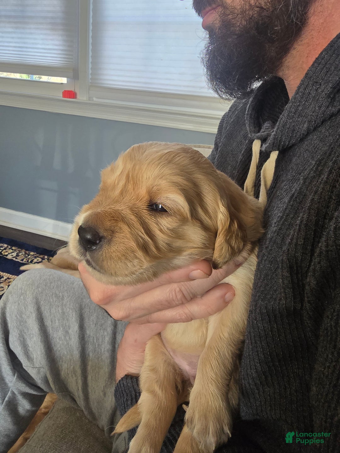 Golden Retriever dogs for sale: Golden Retriever Puppy 3 - Ad 1