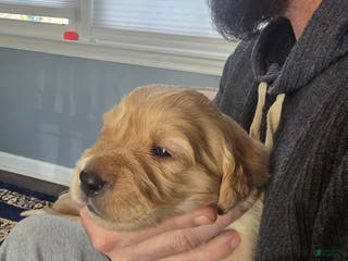 Golden Retriever dogs Golden Retriever Puppy 3 - Ad 11