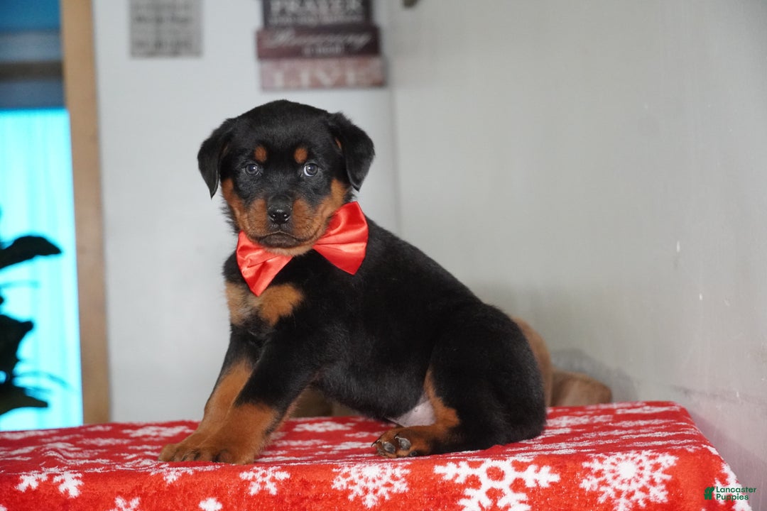 Rottweiler dogs for sale: Rambo - Ad 4