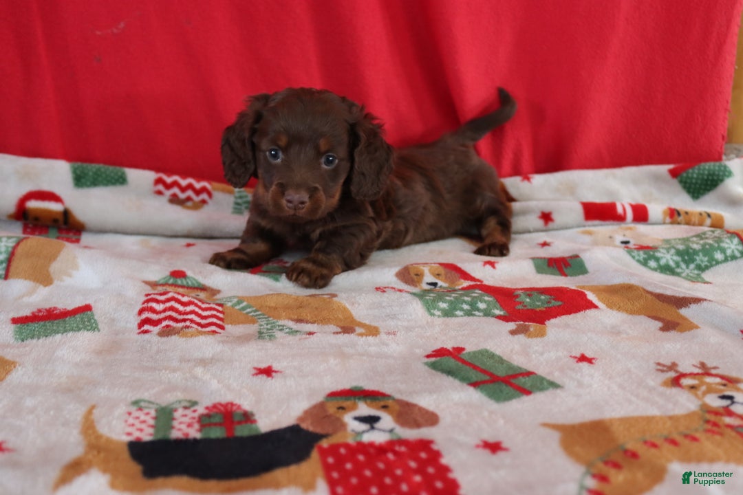 Miniature Dachshund dogs for sale: asher - Ad 1