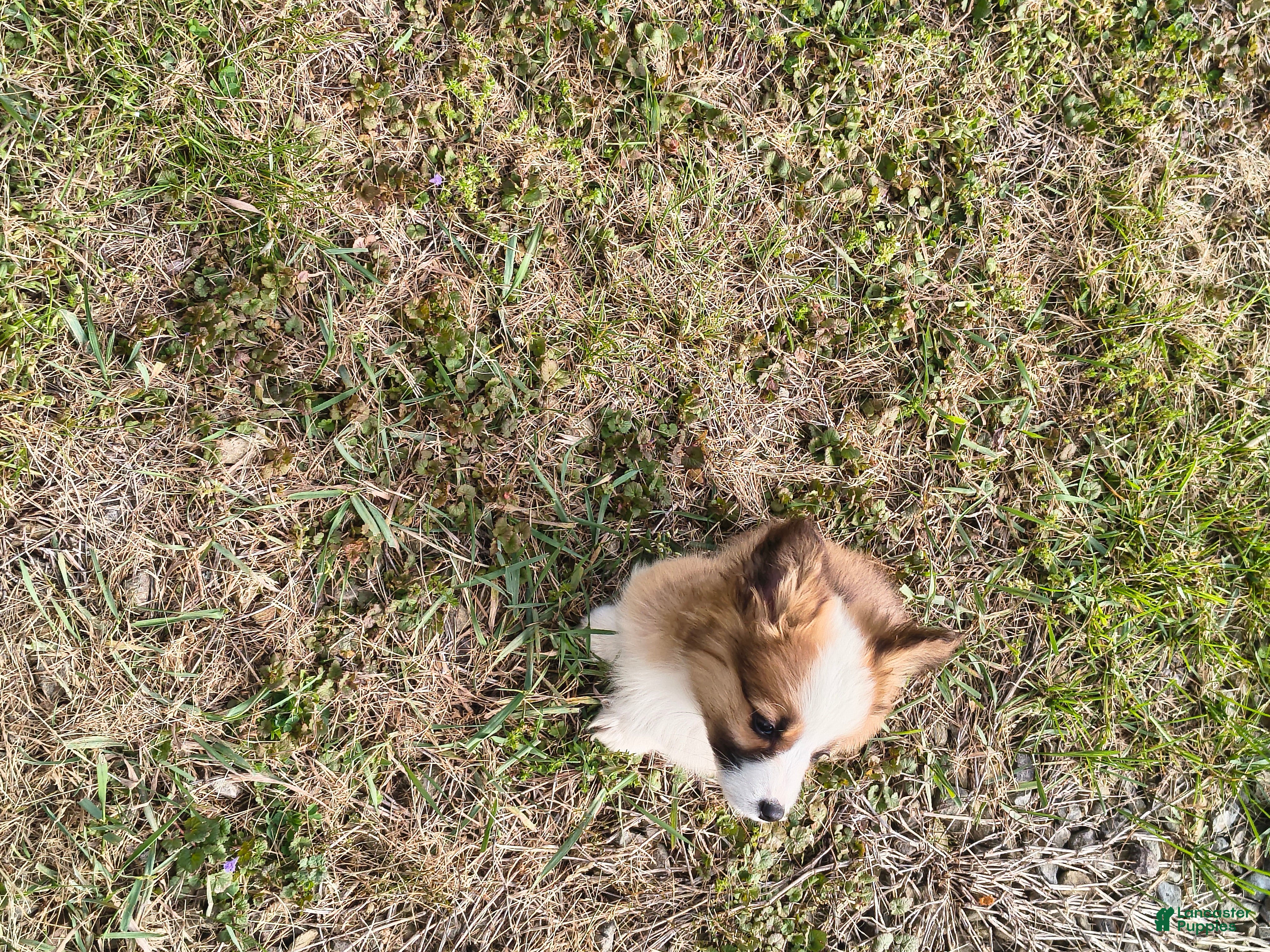 Welsh Corgi Pembroke dogs Welsh Corgi Pembroke Puppy 1 - Ad 32