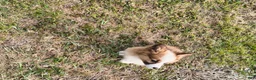 Welsh Corgi Pembroke dogs for sale: Welsh Corgi Pembroke Puppy 1 - Ad 1