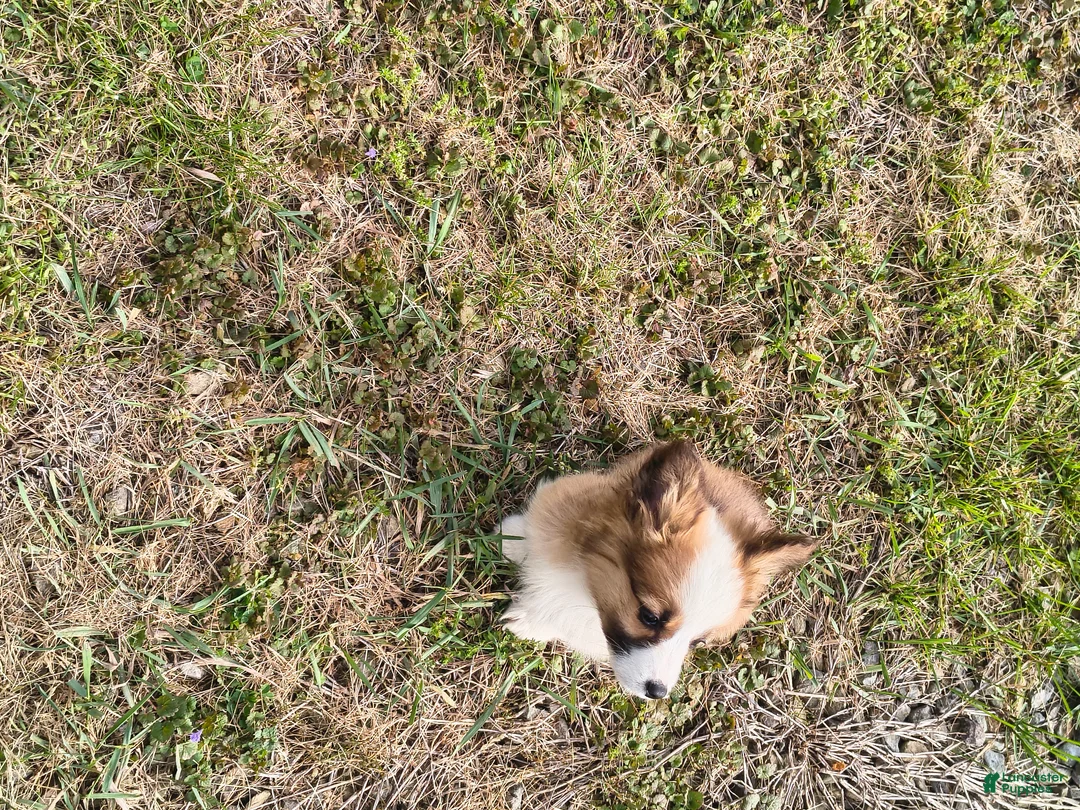 Welsh Corgi Pembroke dogs for sale: Welsh Corgi Pembroke Puppy 1 - Ad 1