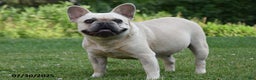 French Bulldog dogs for sale: Kay - Ad 9