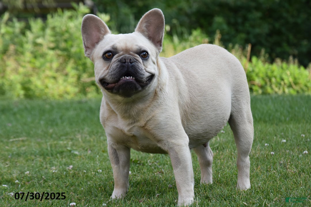 French Bulldog dogs for sale: Kay - Ad 9