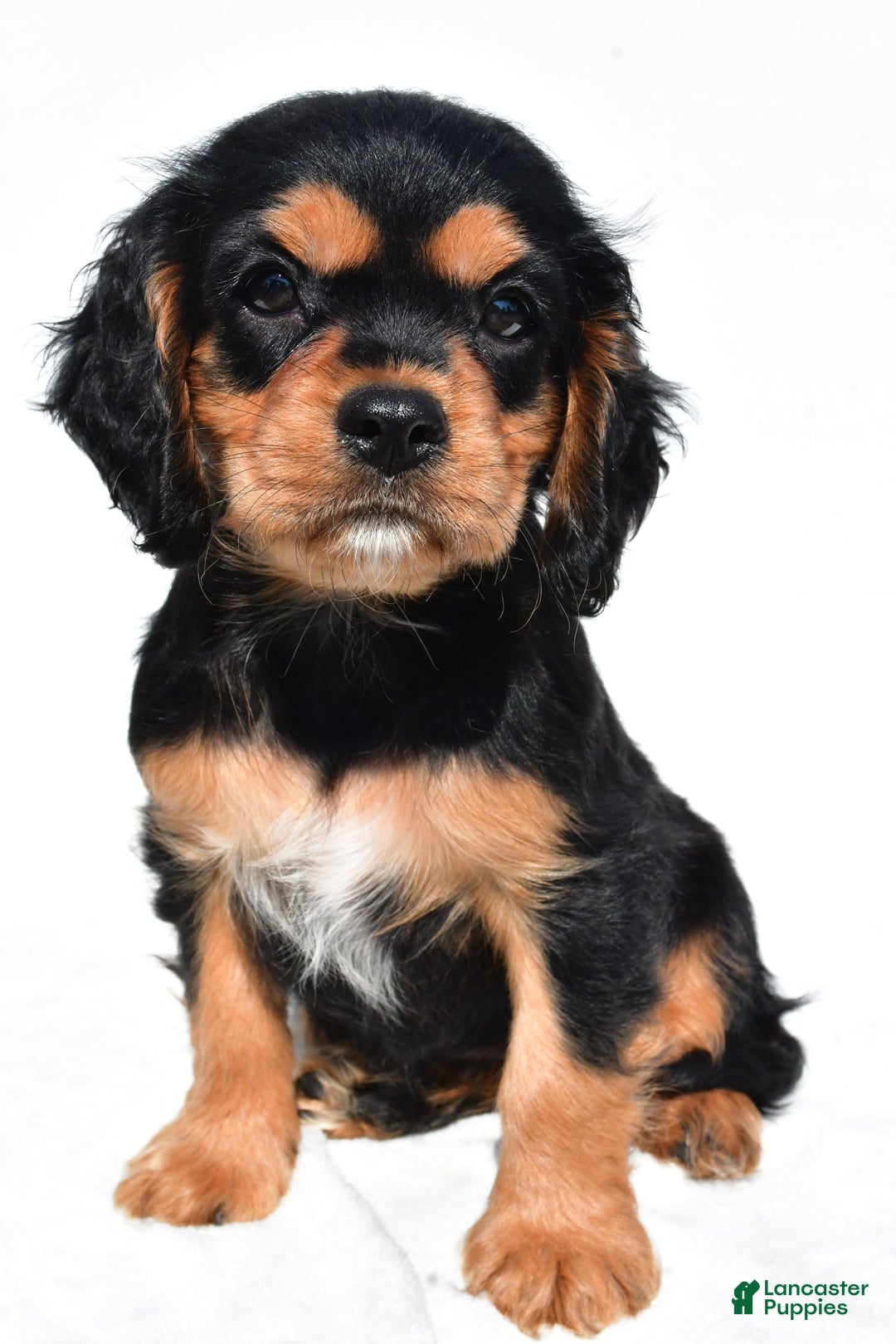 Cockalier dogs for sale: Vail - Ad 8