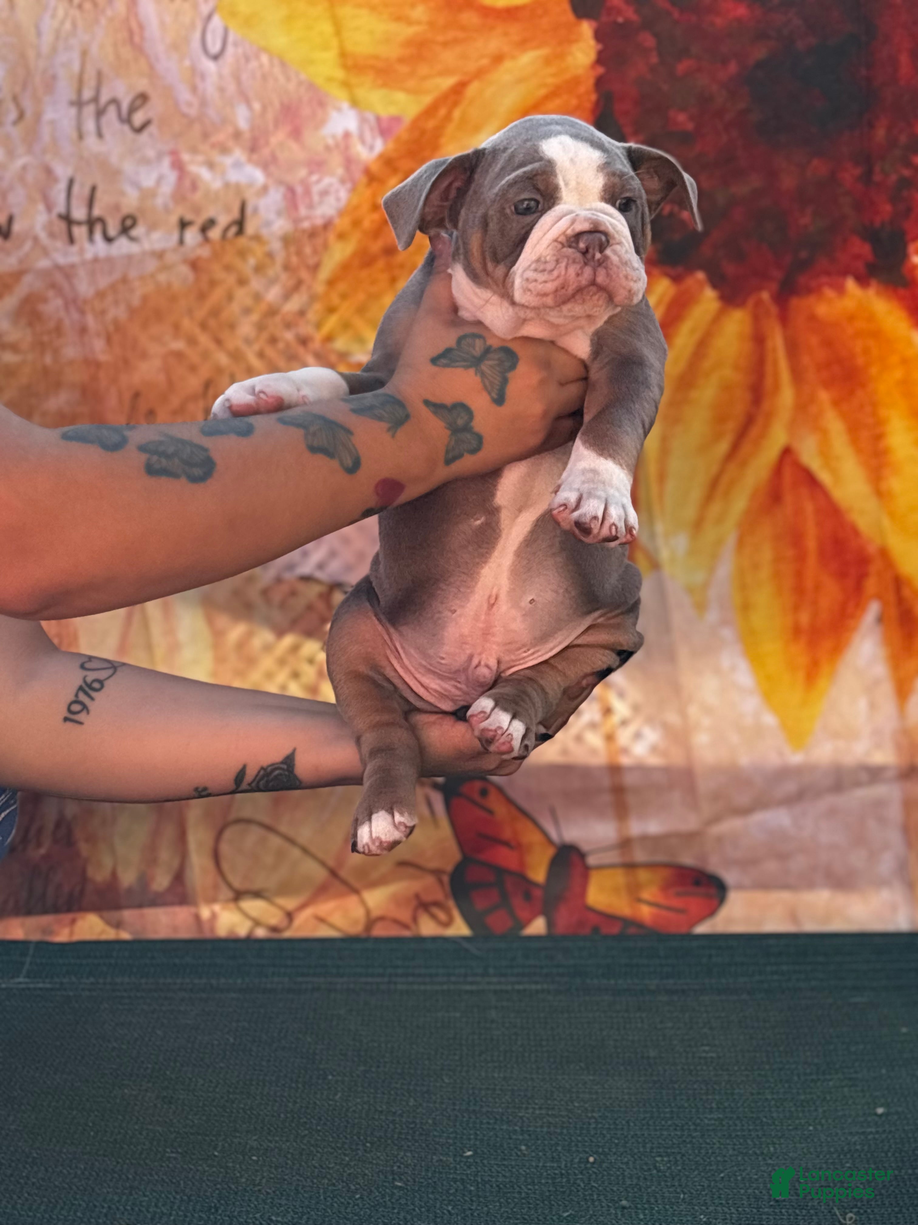 Olde English Bulldogge dogs for sale: Eeyore - Ad 7