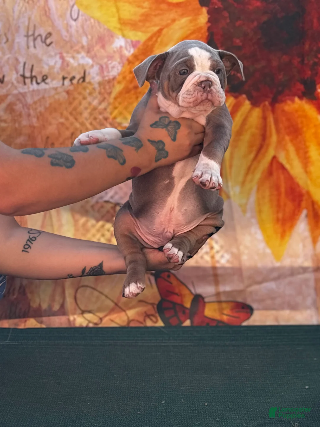 Olde English Bulldogge dogs for sale: Eeyore - Ad 1