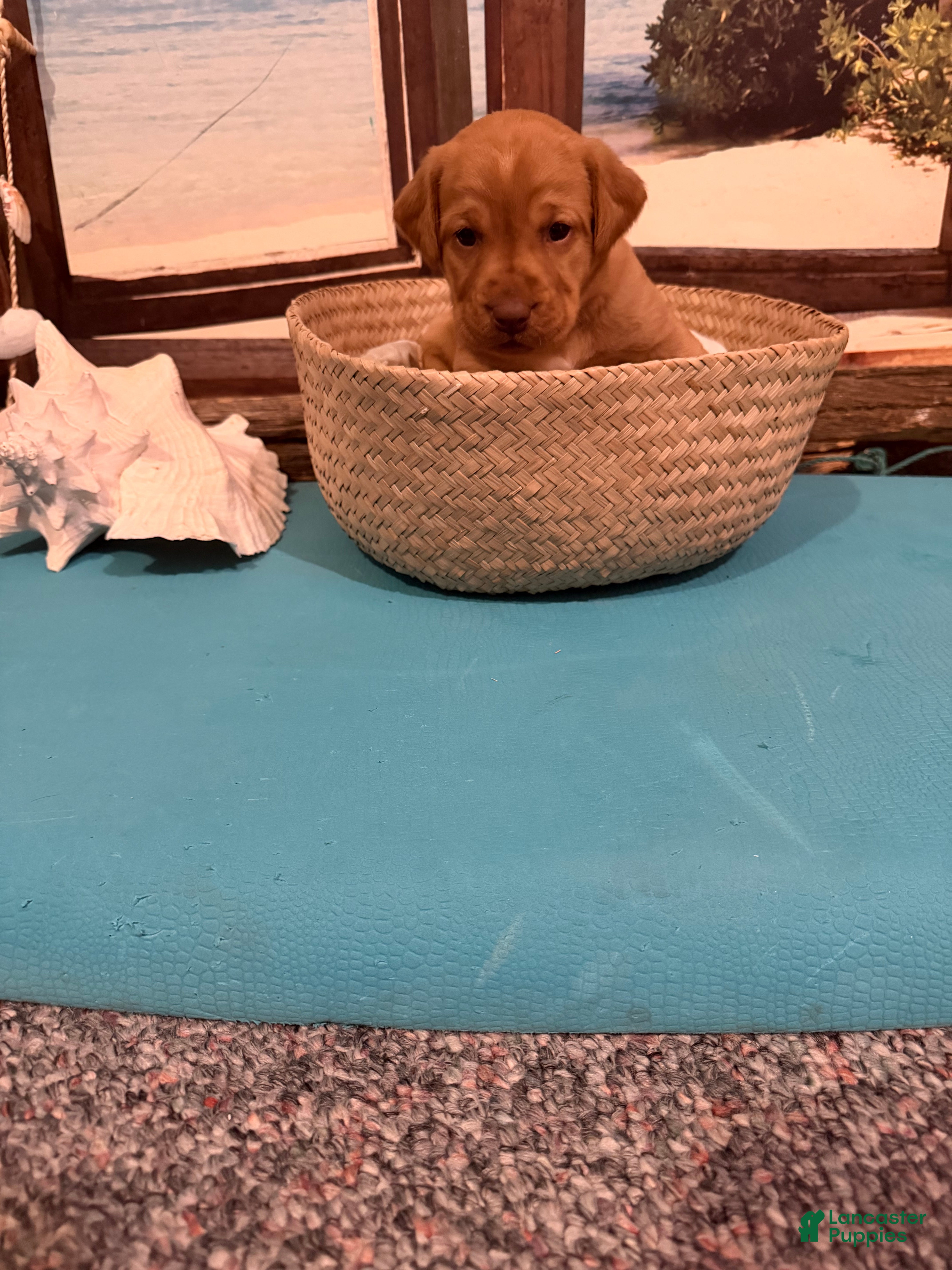 Labrador Retriever dogs Labrador Retriever SIESTA - Ad 30